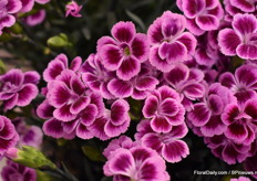 Pink kisses from Selecta.